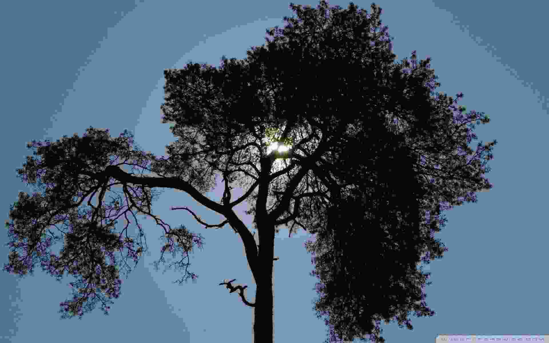 banner1